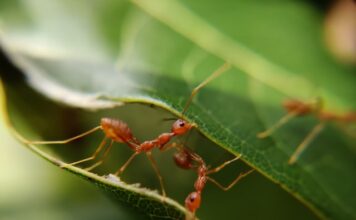 Can fire ants kill people?