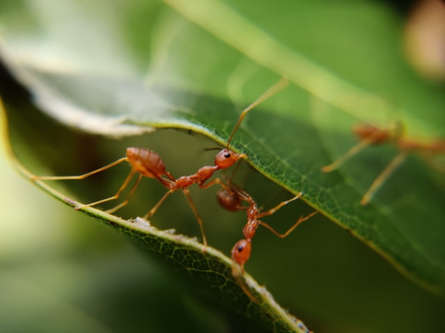 Can fire ants kill people?